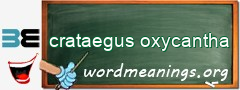 WordMeaning blackboard for crataegus oxycantha